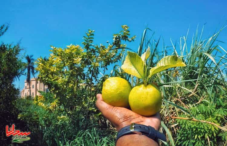 سلامت قلب با لیمو عمانی