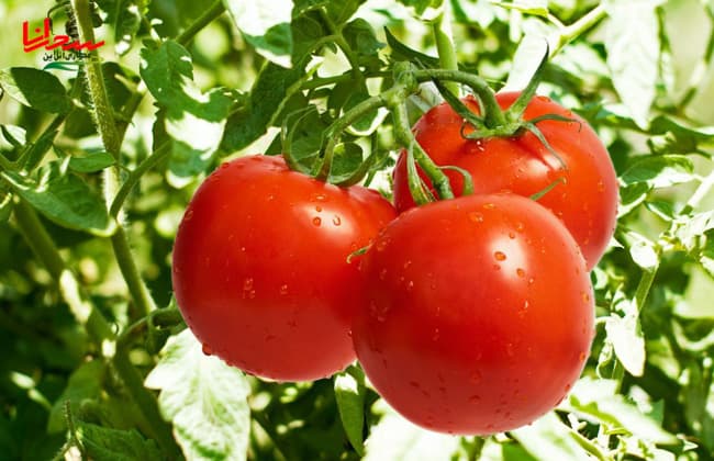گوجه فرنگی برای درمان پروستات