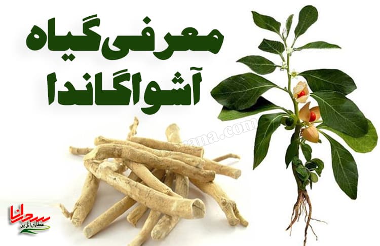 معرفی گیاه آشواگاندا (اشووغوندا) و خواص آن