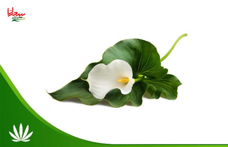 فواید گیاه شیپوری برای دستگاه تنفسی