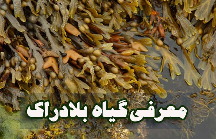 معرفی گیاه بلادراک و خواص آن