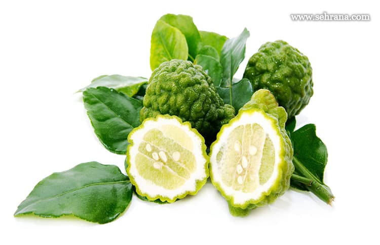 خریدروغن ترنج 100 درصد طبیعی و اعلا - سحرانا
