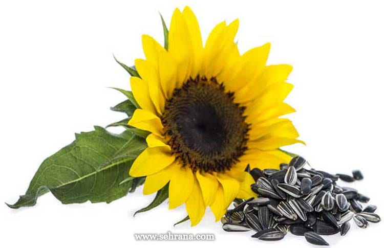 دانه های آفتابگردان Sunflower Seeds
