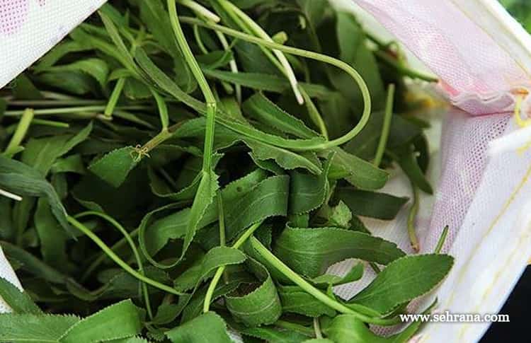 رفع بی حسی مداوم بدن با دمنوش قزیاغی