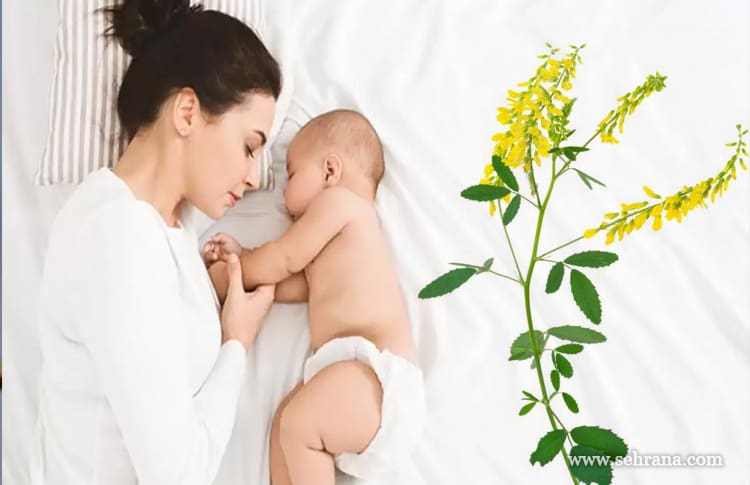 افزایش شیر مادر با عرق ناخنک
