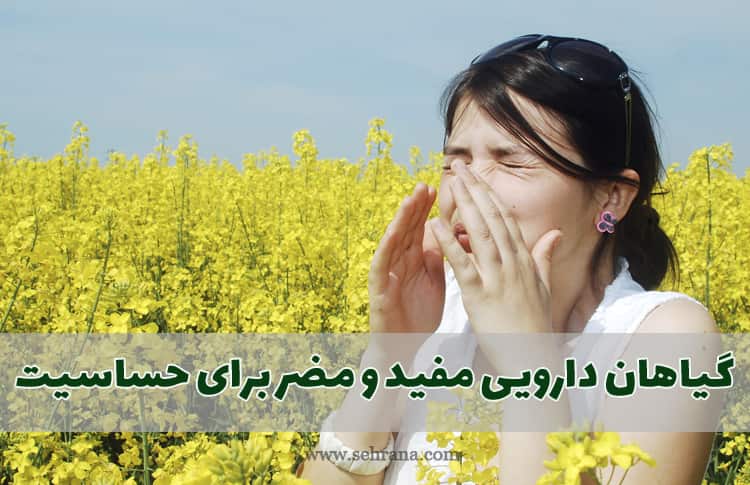 گیاهان دارویی مفید و مضر برای حساسیت