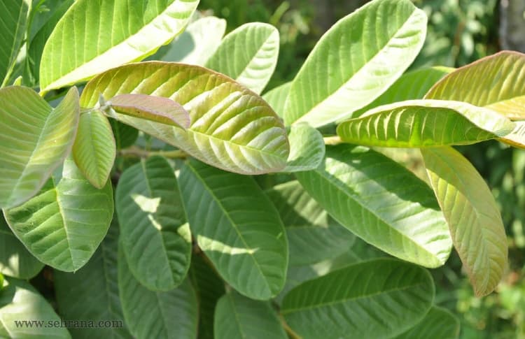 آشنایی با گیاه گواوا - سحرانا