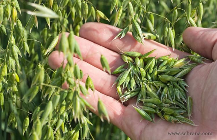 جو دو سر درجه 1، 200 گرم - سحرانا