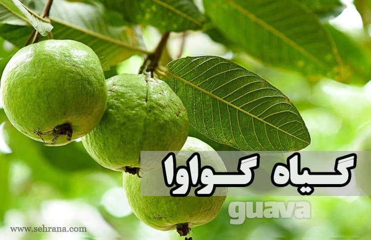 آشنایی با گیاه گواوا - سحرانا