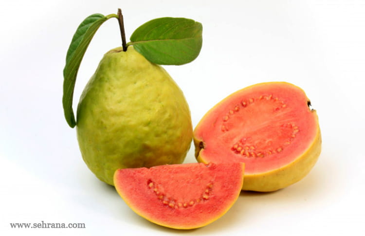 آشنایی با گیاه گواوا - سحرانا