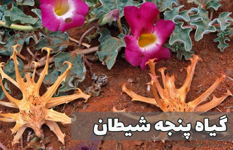 گیاه پنجه شیطان