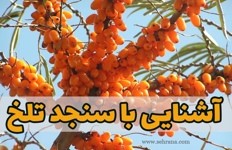 آشنایی با سنجد تلخ