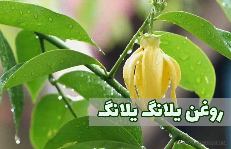 روغن یلانگ یلانگ