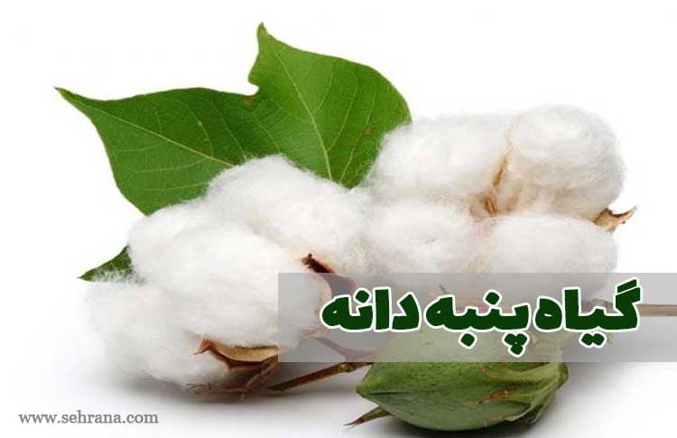 گیاه پنبه دانه