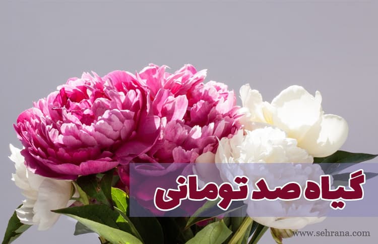 گیاه صد تومانی