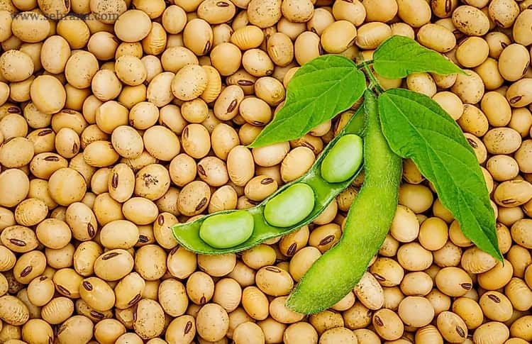 آشنایی با دانه سویا