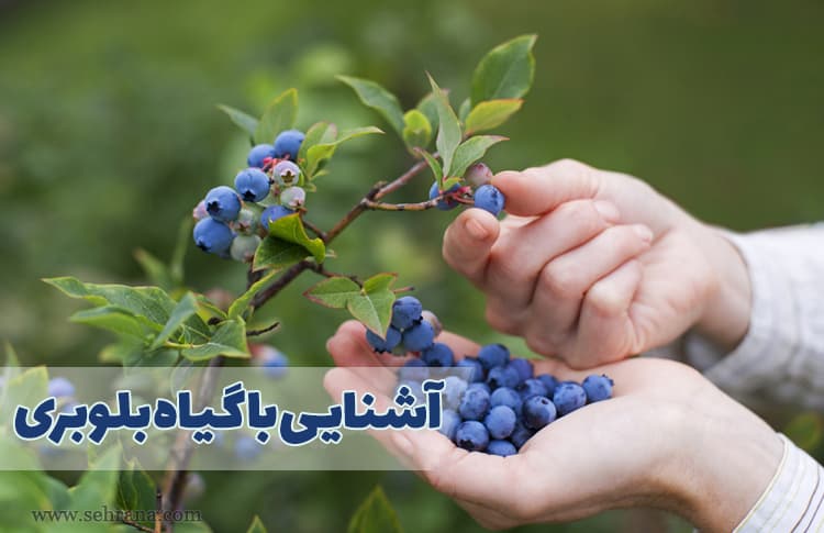 آشنایی با گیاه بلوبری