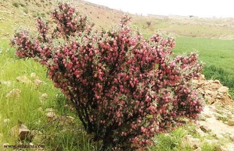 معرفی گیاه انزروت