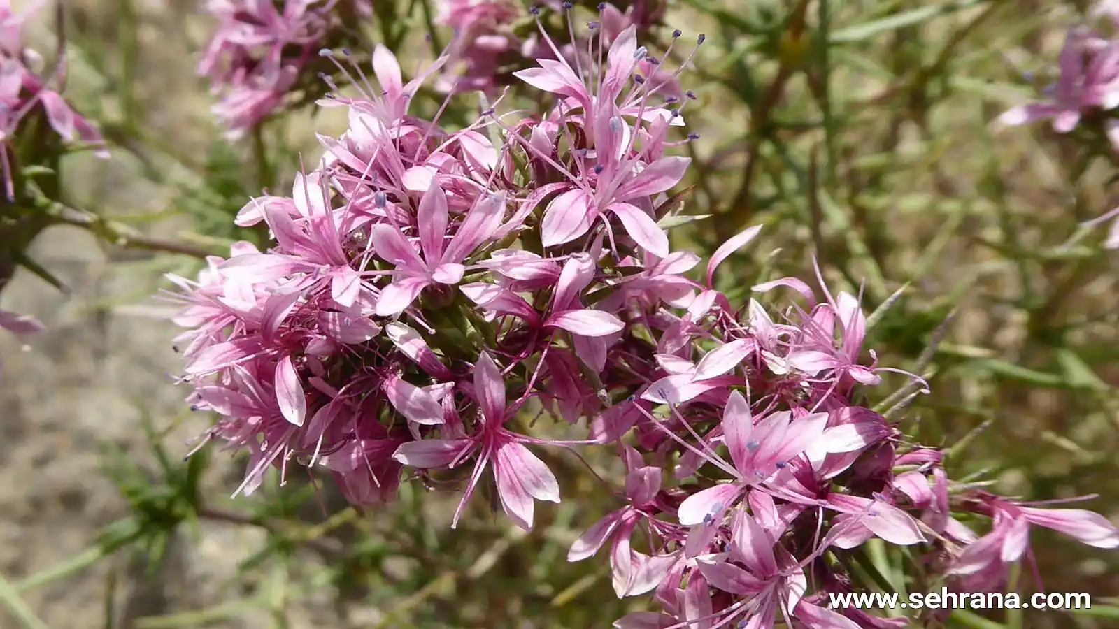 آشنایی با گیاه چوغان