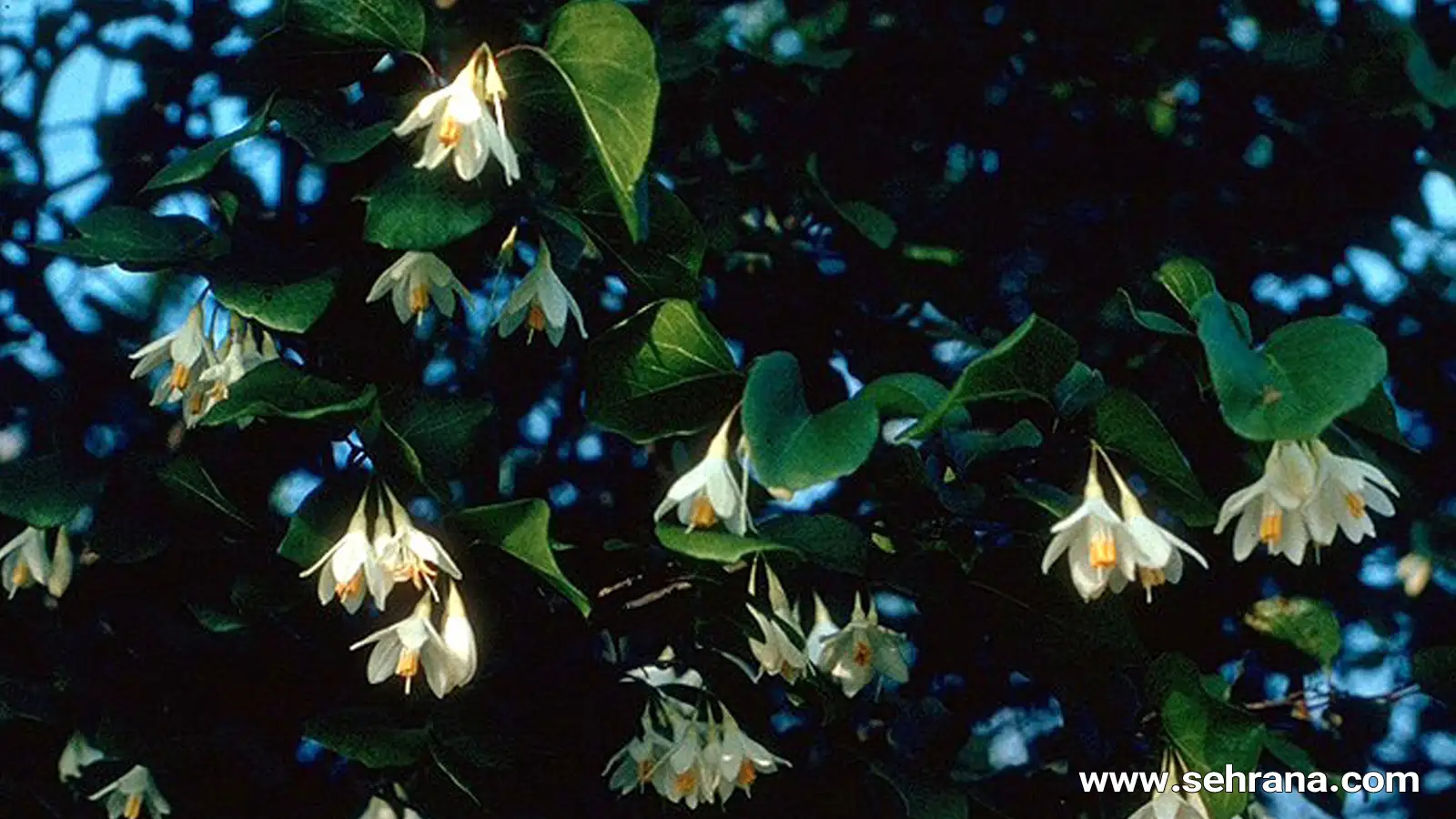 آشنایی با حسن لبه