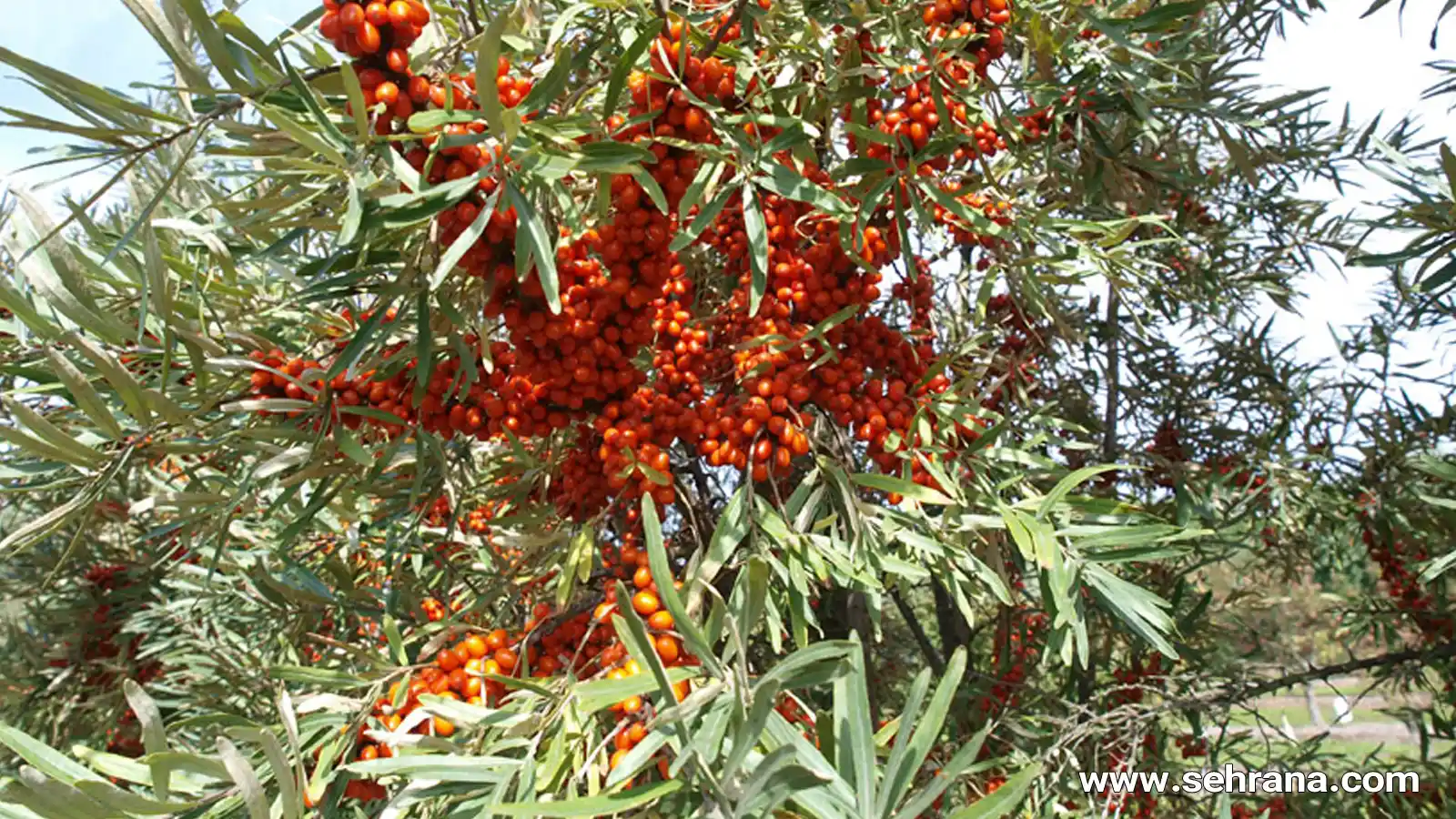 آشنایی با گیاه خولان (سنجد تلخ)