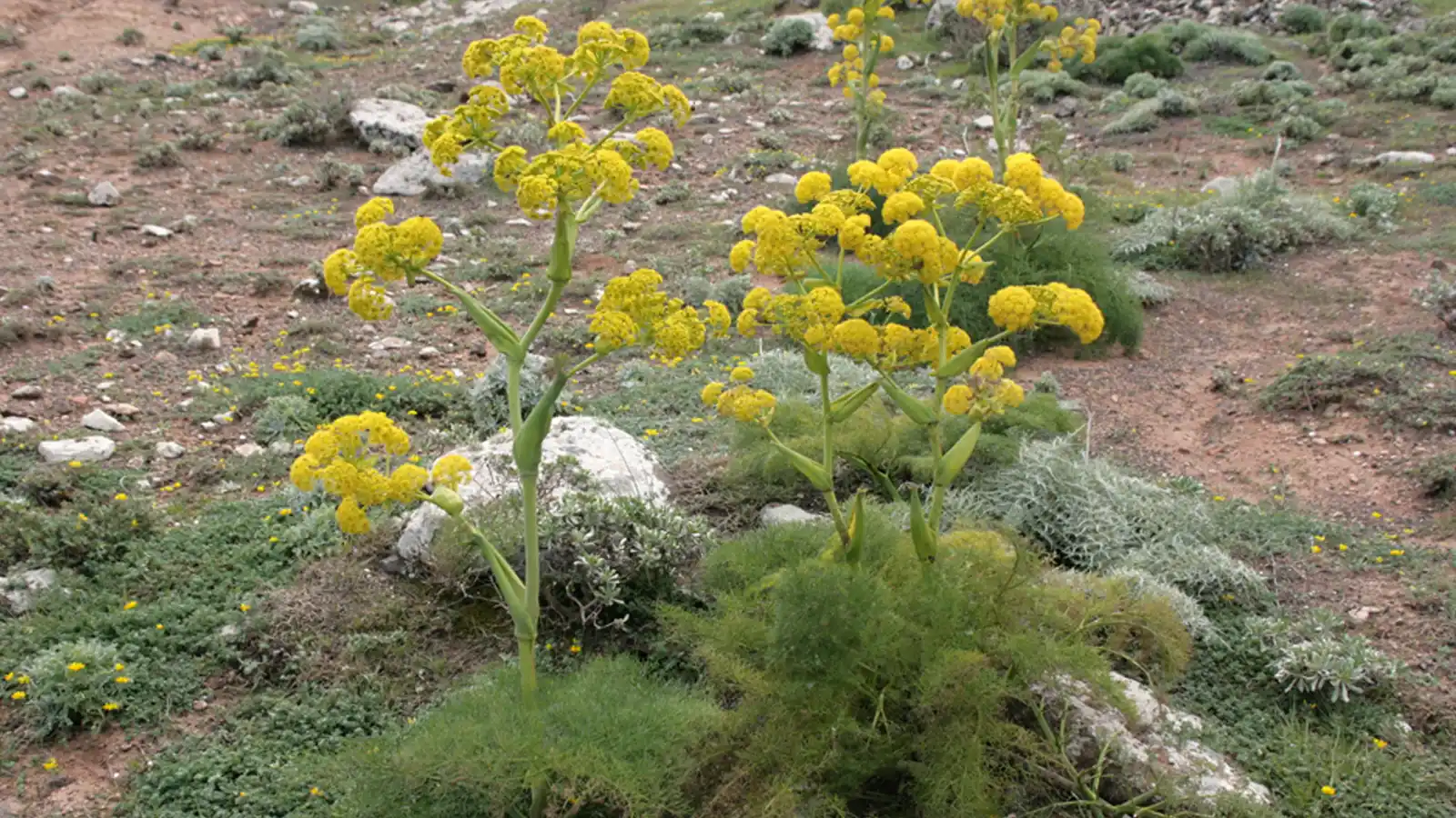 کما (گیاه آنغوزه)
